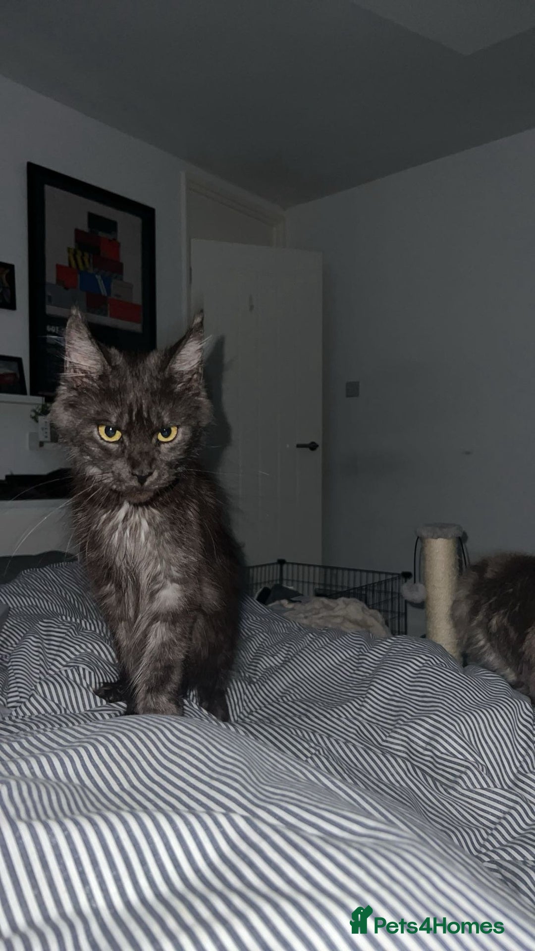 Maine Coon cats for sale: Stunning championship Maine coon black smoke - Image 9