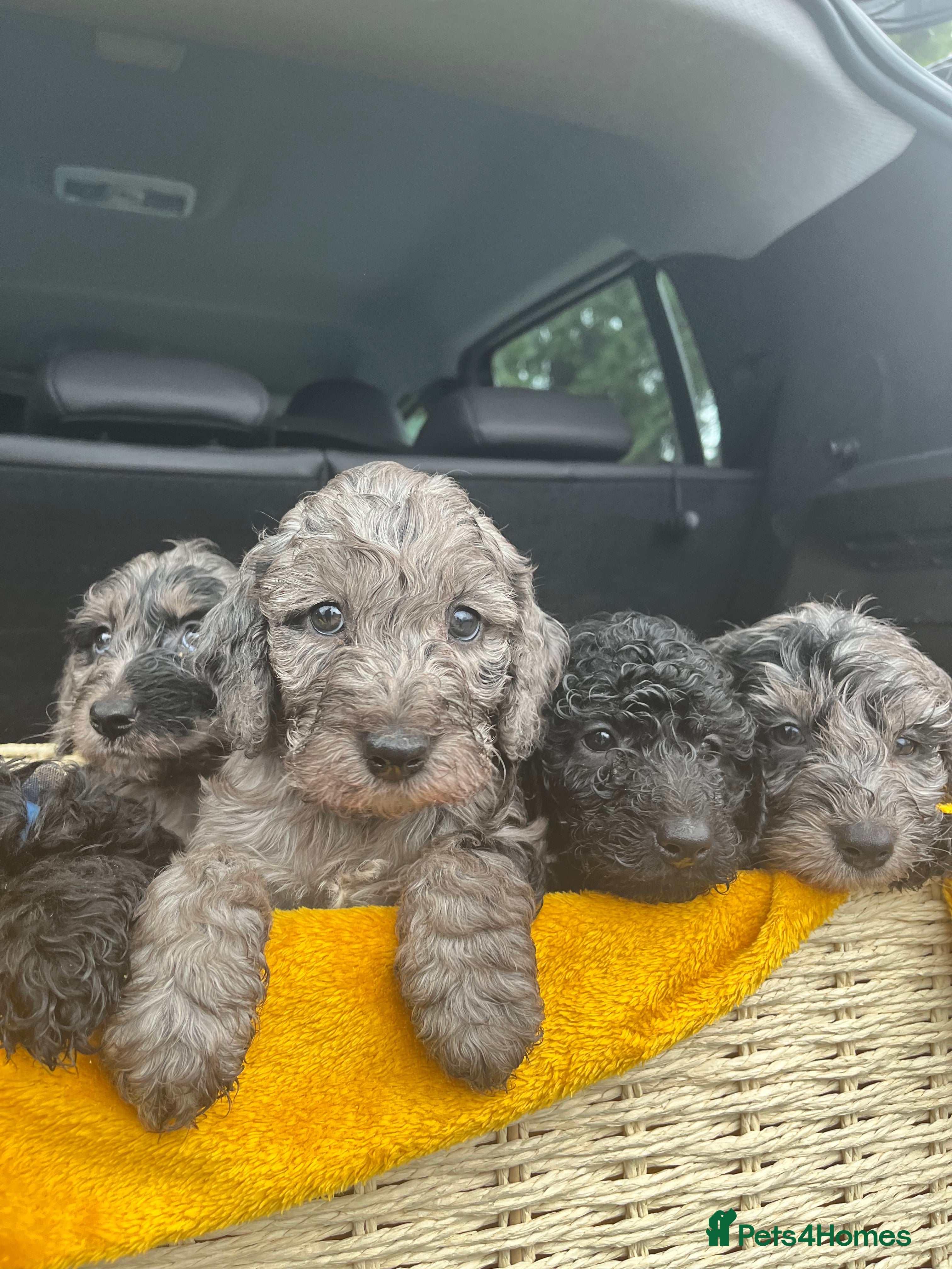 Cockapoo dogs 5 beautiful cockapoo puppies for sale - Advert 18