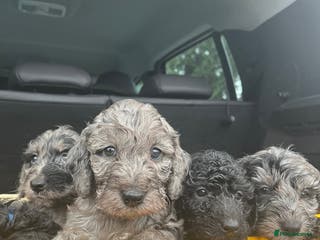 Cockapoo dogs 6 beautiful cockapoo puppies for sale - Advert 16