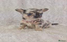 Chihuahua dogs for sale: Chihuahua X French Bulldog Puppies  - Image 13