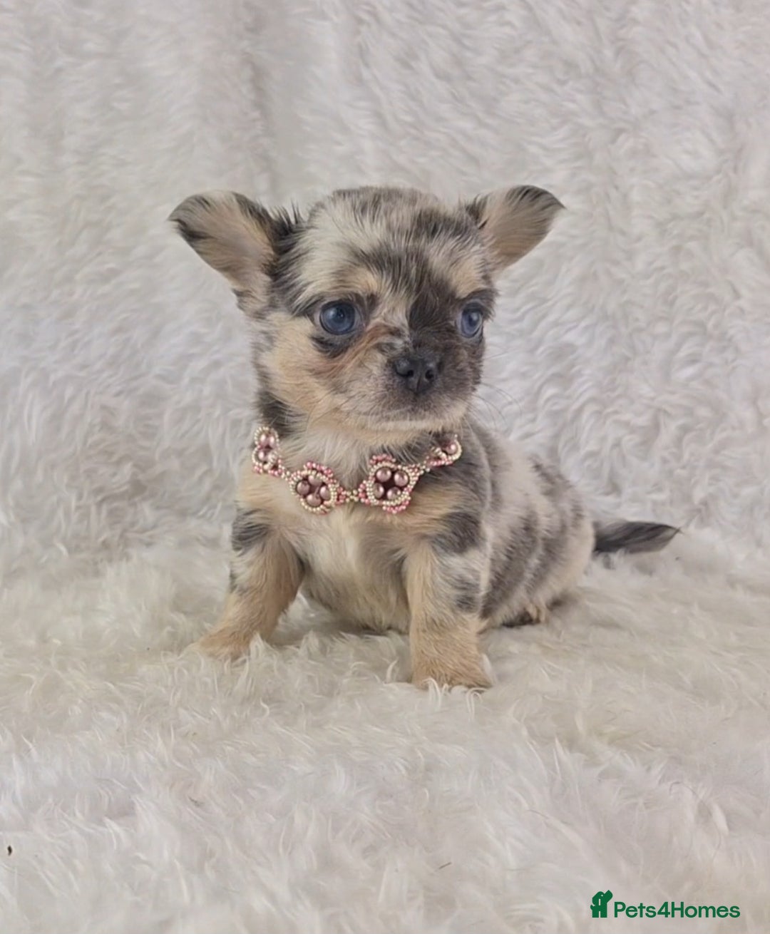 Chihuahua dogs for sale: Chihuahua X French Bulldog Puppies  - Image 13