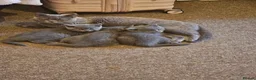 British Shorthair cats for sale: British shorthair  - Advert 4
