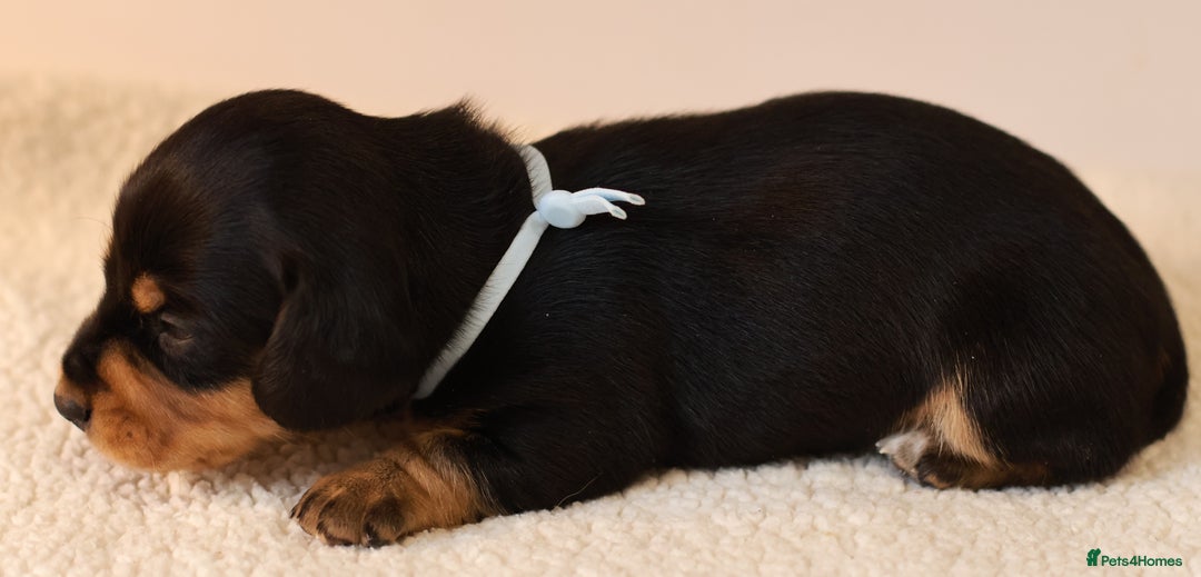 Miniature Dachshund dogs for sale: 5*Licensed+KC+PRAclear+VETchecked+Chocolate&Cream - Advert 5