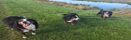 Bernese Mountain Dog dogs for sale: Beautiful Bernese Mountain Dog Puppies coming  in Spalding - Advert 3