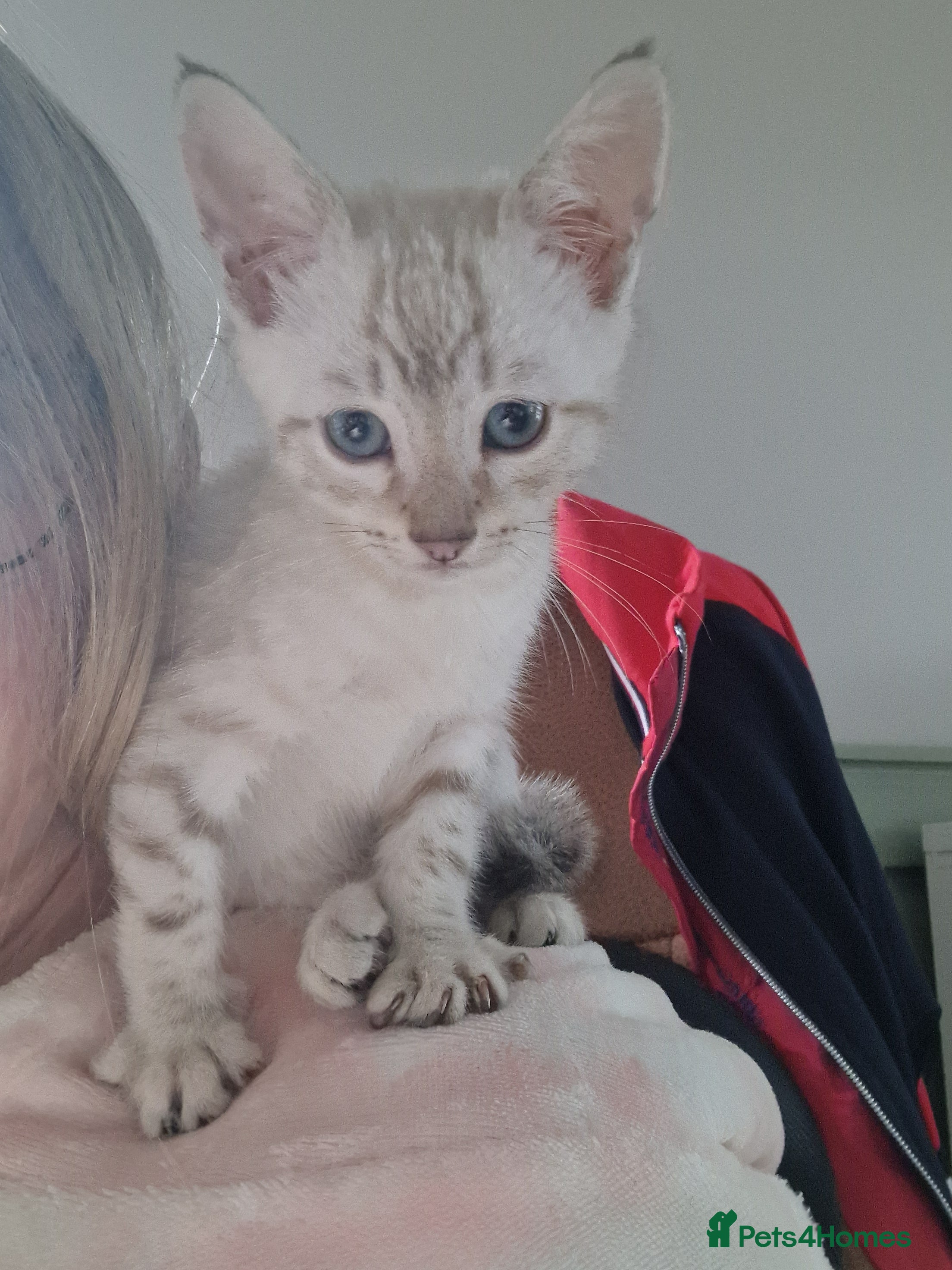 Mixed Breed cats 9 week old male kitten - Advert 2