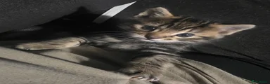 Kitten 2