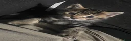 Mixed Breed cats for sale: Mixed tabby x 5 - Advert 7