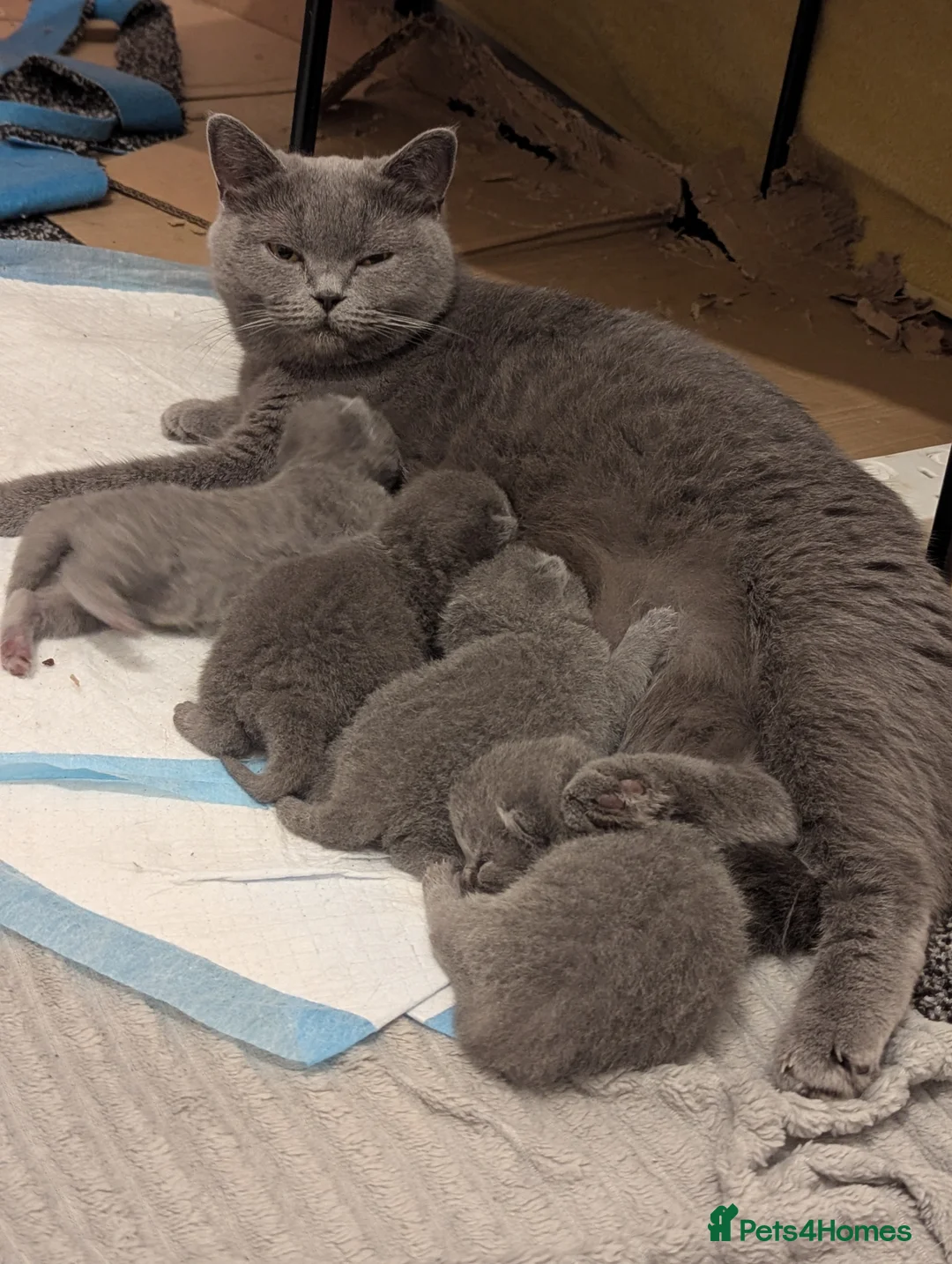 British Shorthair cats for sale: Champion line British Shorthair kittens in Blackburn - Advert 2