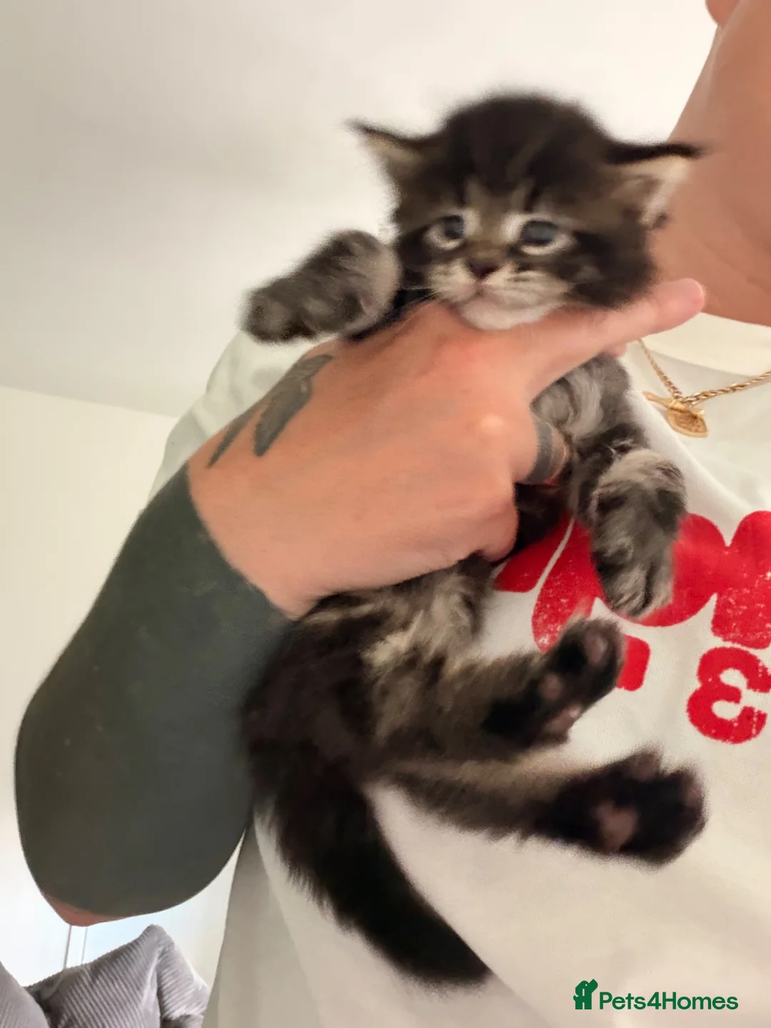 Maine Coon cats for sale: Maine Coon Kittens  - Advert 2