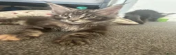 Maine Coon cats for sale: Stunning Maincoon kittens/ready from July 11th - Advert 2
