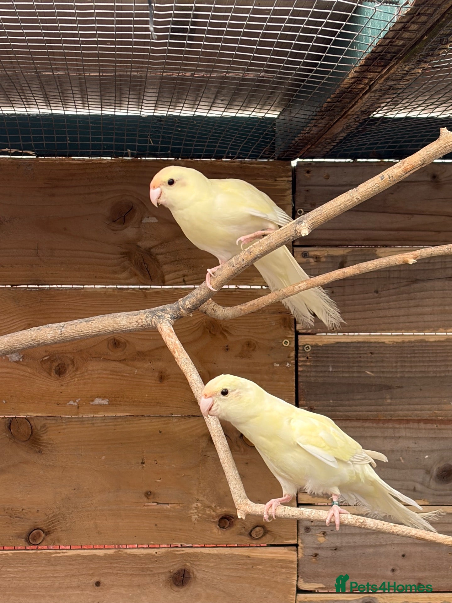 Parakeets birds Young colony of kakarikis  - Advert 1