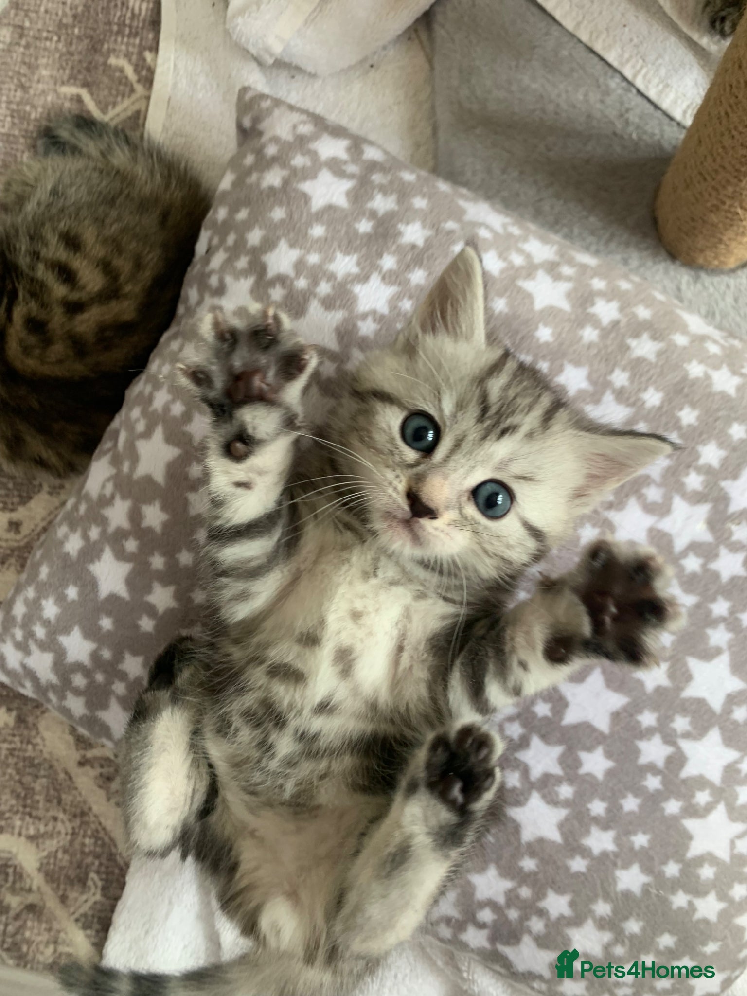 Mixed Breed cats Beautiful kittens ready end june  - Advert 2