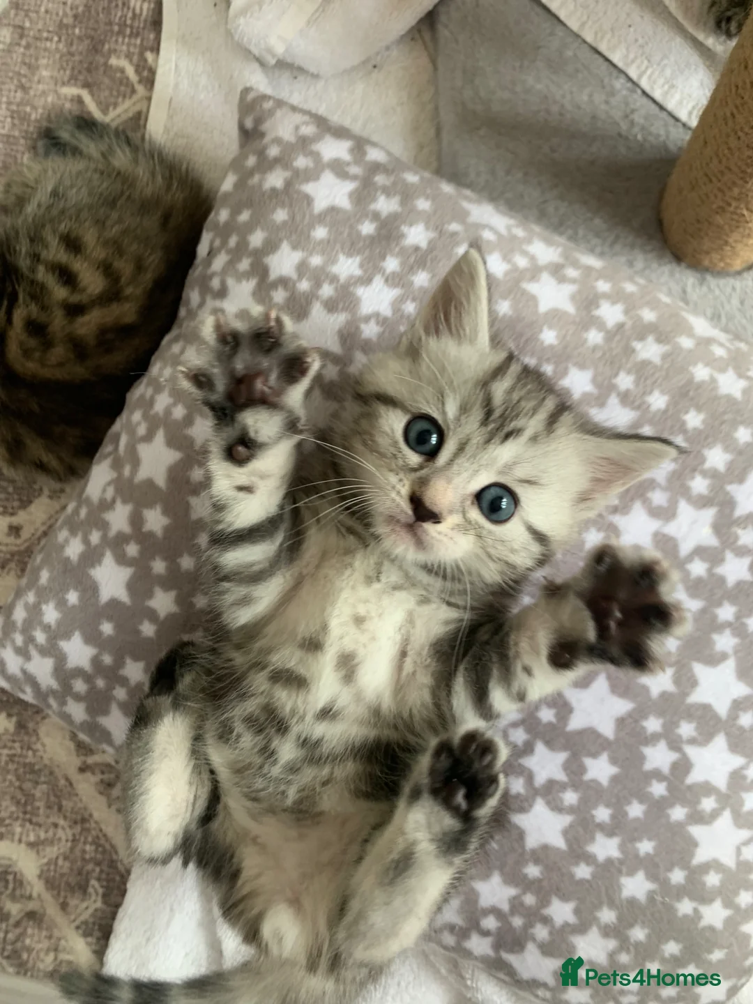 Mixed Breed cats for sale: Beautiful kittens ready end june  - Advert 1