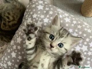 Mixed Breed cats Beautiful kittens ready end june - Advert 4