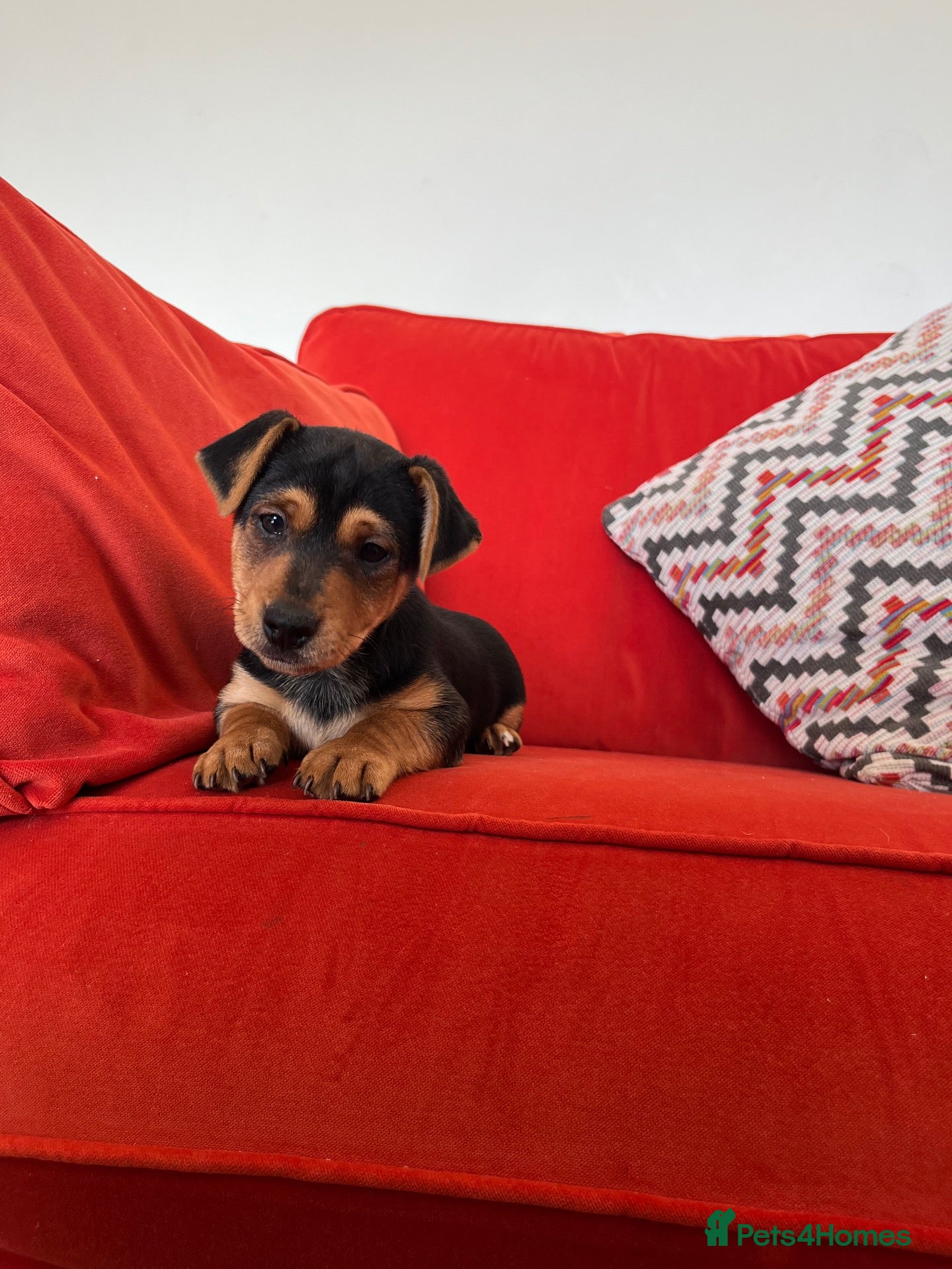 Jack Russell dogs Small type black & tan smooth coated Jack Russell - Advert 13
