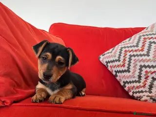 Jack Russell dogs Small type black & tan smooth coated Jack Russell - Advert 4