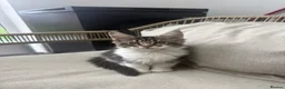 Maine Coon cats for sale: Beautiful Maine Coon Kittens – Born 19 June 2026 - Advert 6