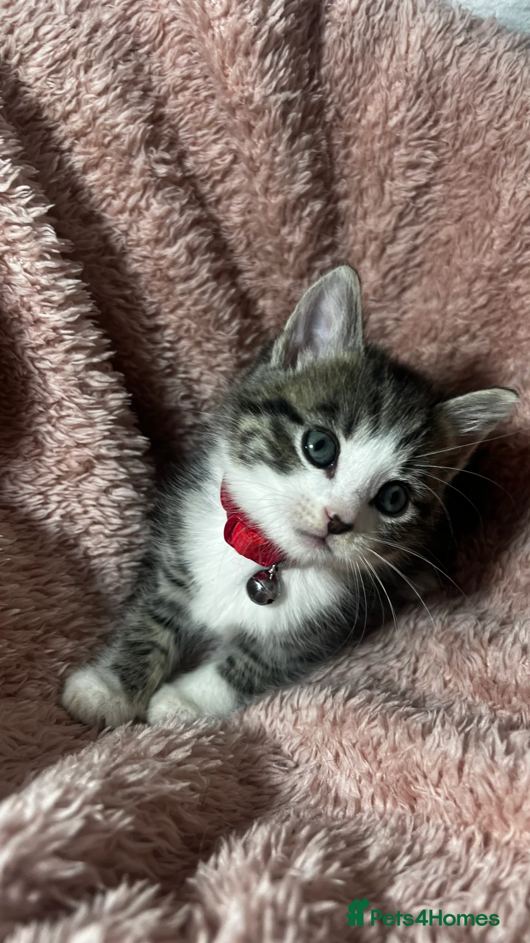 Domestic Shorthair cats for sale: Tuxedo Boy Ready To go Now❤️ - Advert 7