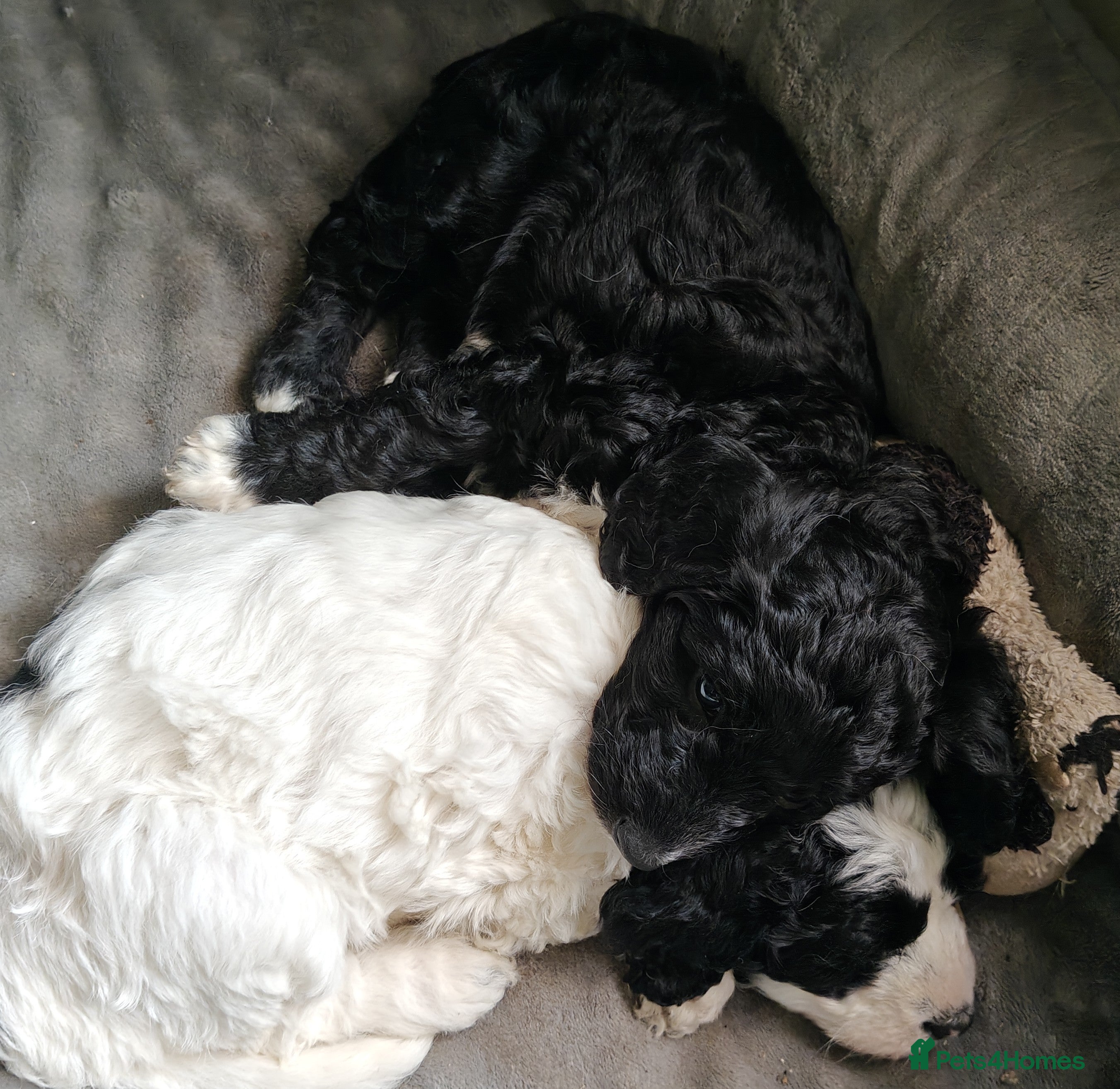 Bordoodle dogs Only 2 Double Doodle Bordoodles - Advert 1