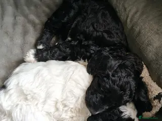 Bordoodle dogs Only 2 Double Doodle Bordoodles - Advert 2