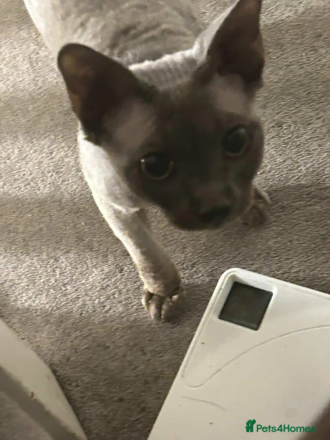 Sphynx cats for sale: Sphynx- Devon Rex - Advert 2