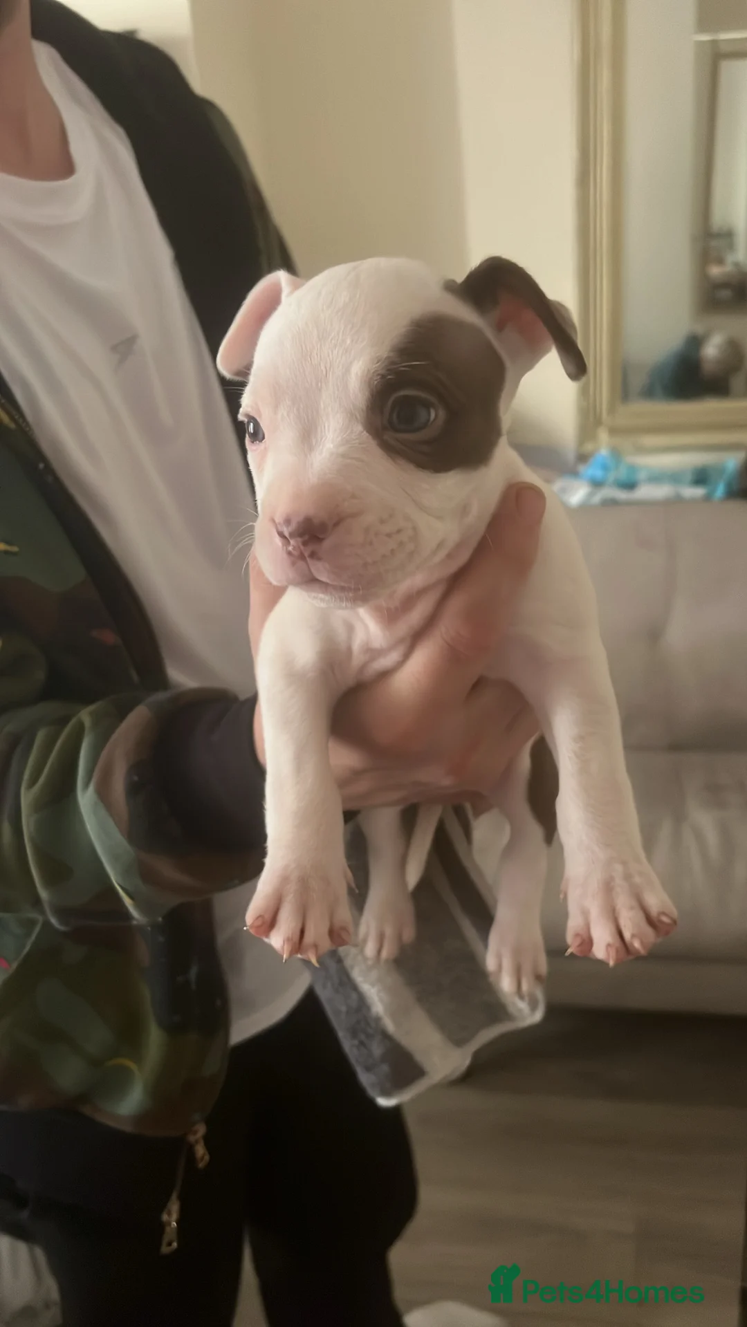 Mixed Breed dogs for sale: pocket bully x frenchie puppies ready to go  - Advert 8