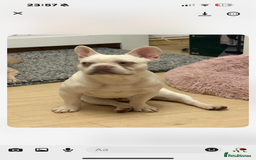 French Bulldog dogs for sale: 10 month old male French bulldog  - Image 2