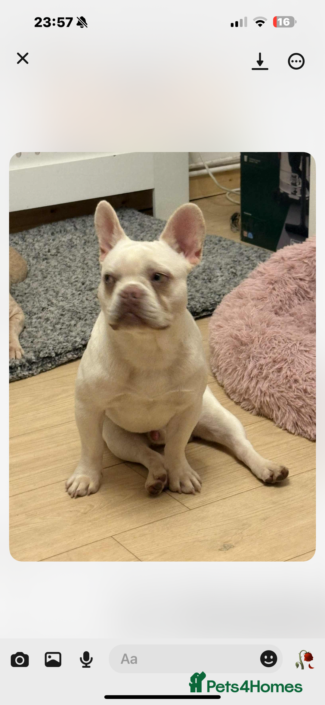 French Bulldog dogs for sale: 10 month old male French bulldog  - Image 2