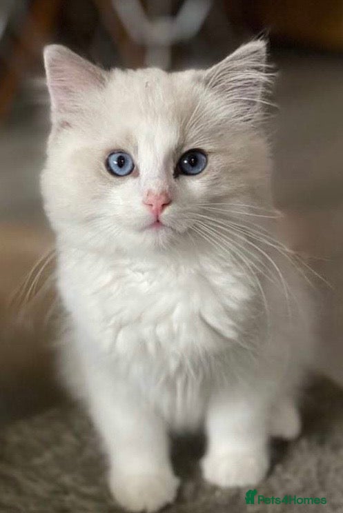 Ragdoll cats Pedigree Ragdoll babies  - Advert 2