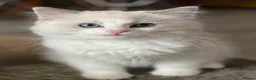Ragdoll cats for sale: Pedigree Ragdoll babies  - Advert 3