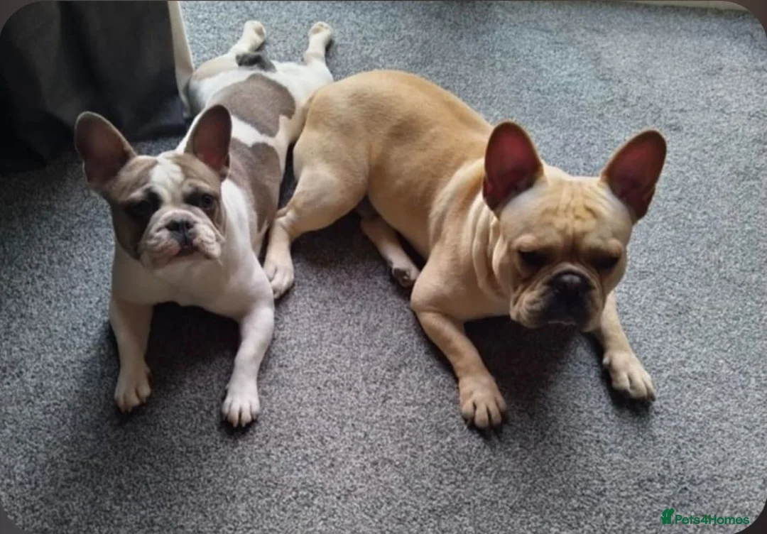 French Bulldog dogs for sale: French Bulldog for Sale - Advert 1