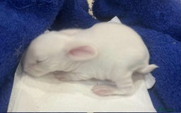 Mini Lop rabbits for sale: Gorgeous mini lop babies - Image 5