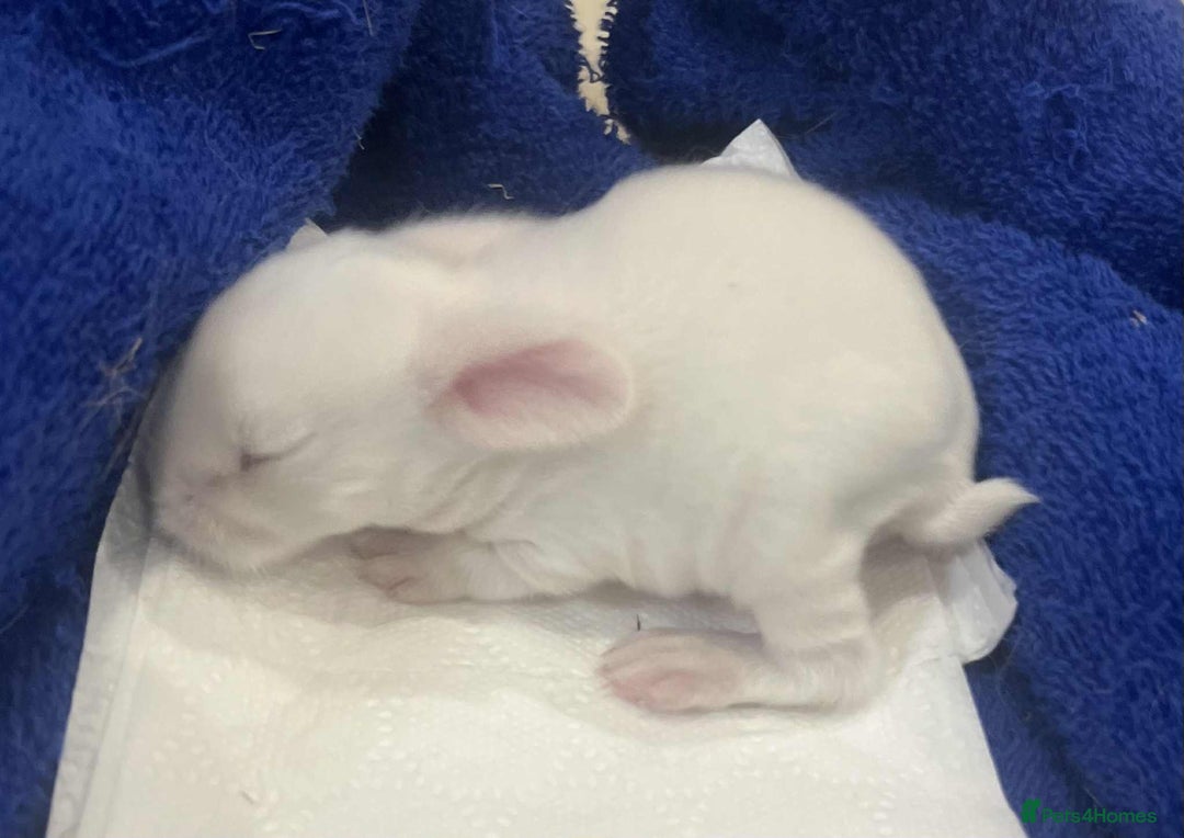 Mini Lop rabbits for sale: Gorgeous mini lop babies - Image 5