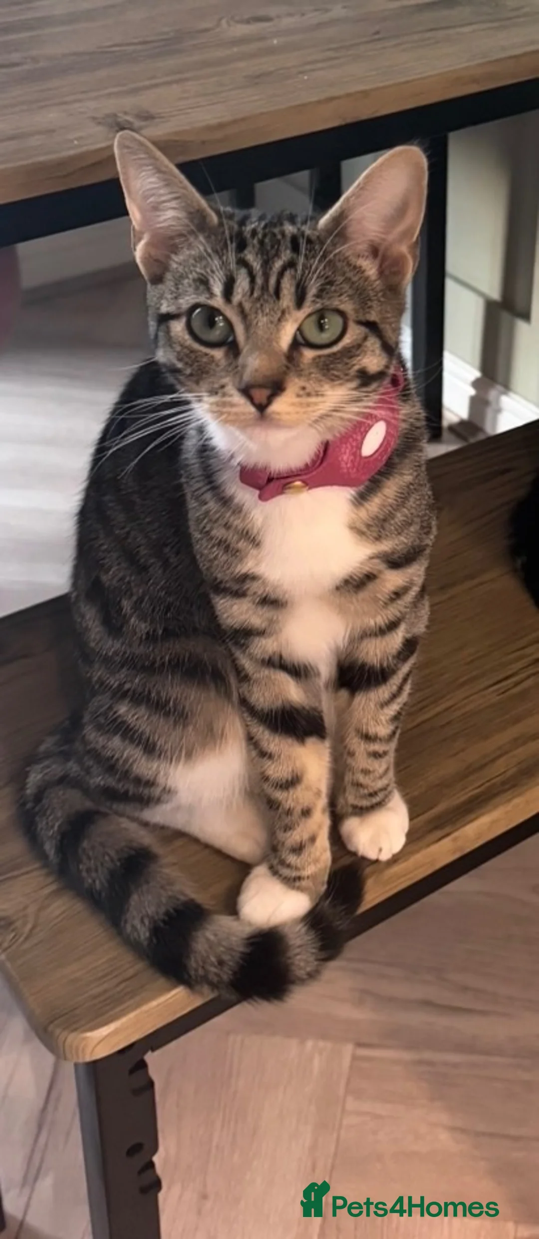 Mixed Breed cats for sale: Meet Maple - Looking for Her Forever Home  in Wirral - Advert 6