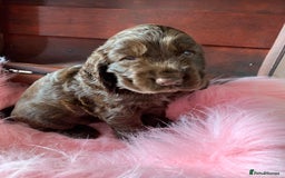 Cocker Spaniel dogs for sale: 5* LICENSED KC SHOW H/TESTED PUPPIES  - Image 10
