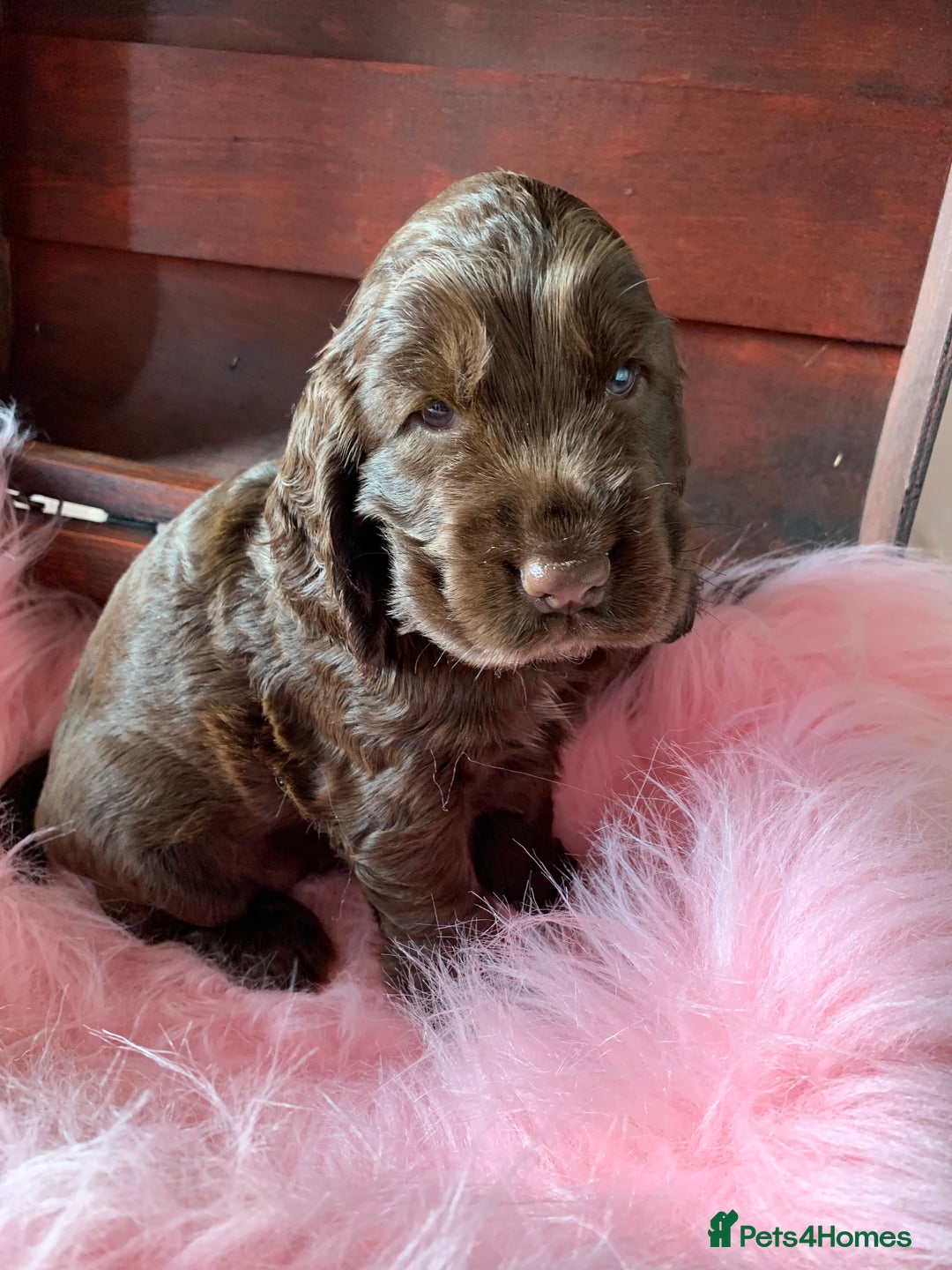 Cocker Spaniel dogs for sale: 5* LICENSED KC SHOW H/TESTED PUPPIES  - Image 10