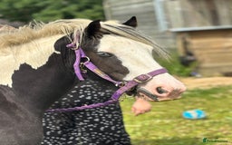 Irish Cob horses for sale: Gyspy offers considered - Image 12
