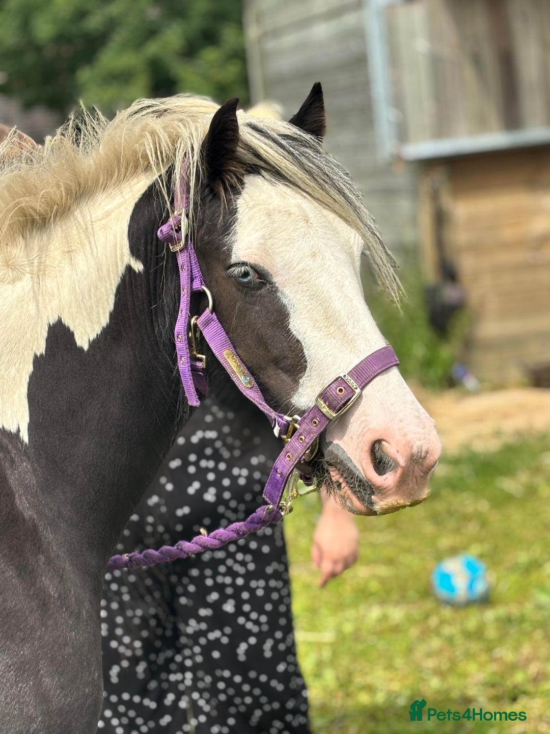 Irish Cob horses for sale: Gyspy offers considered - Image 12