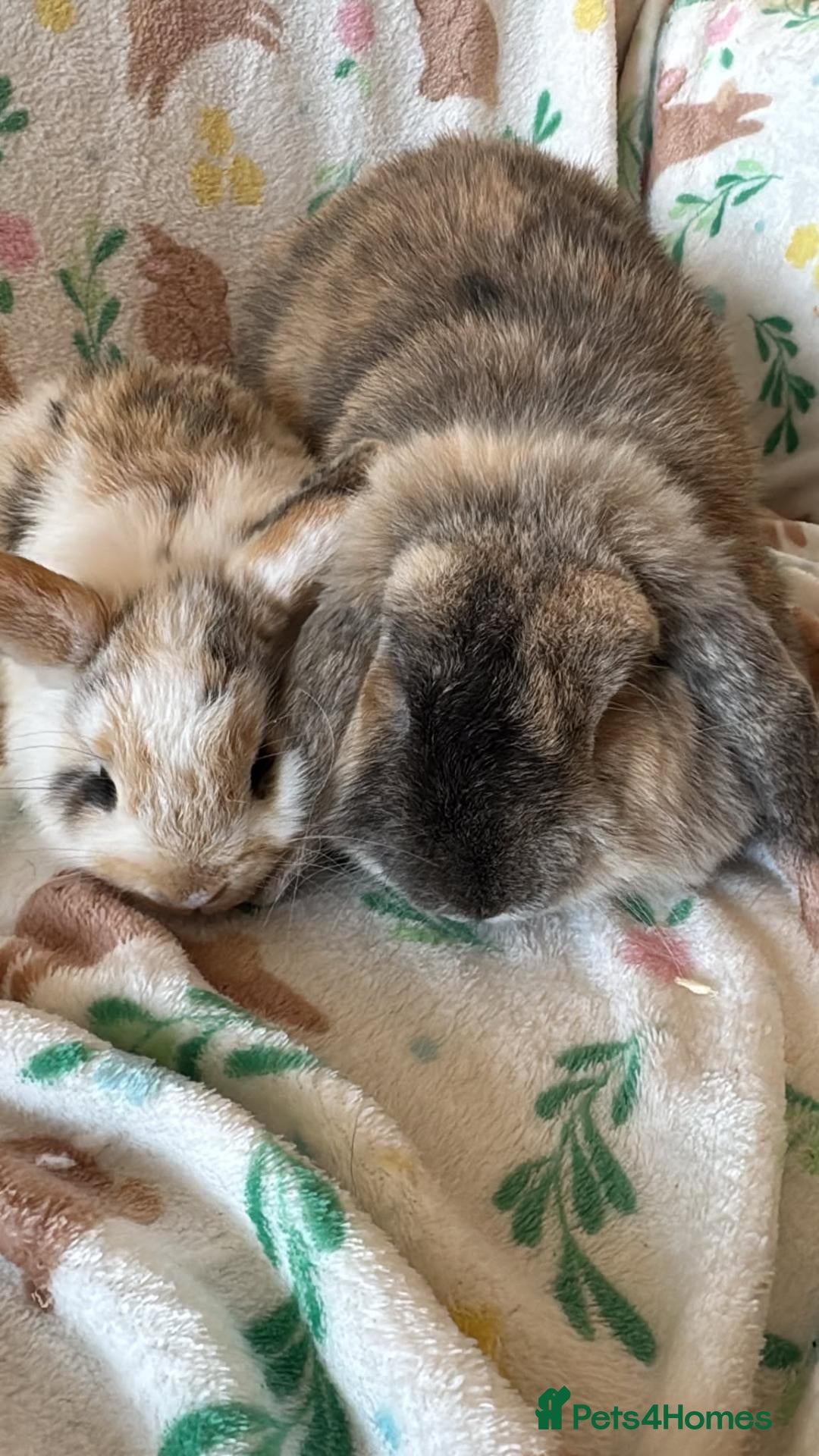 Mini Lop rabbits Mum and daughter  - Advert 5