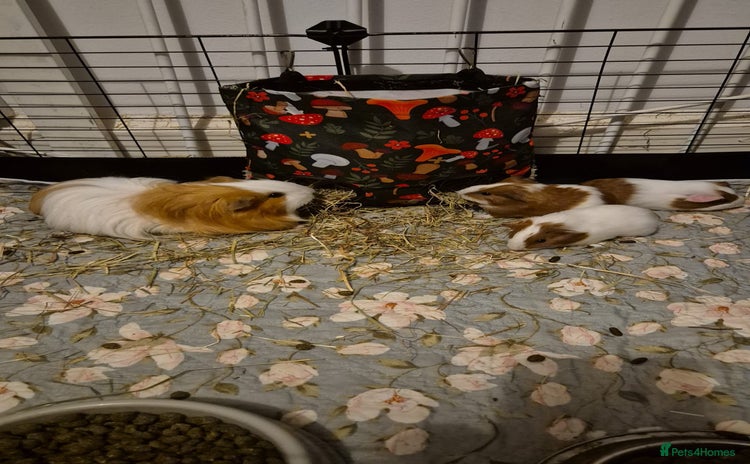 Guinea Pig rodents - Advert 1