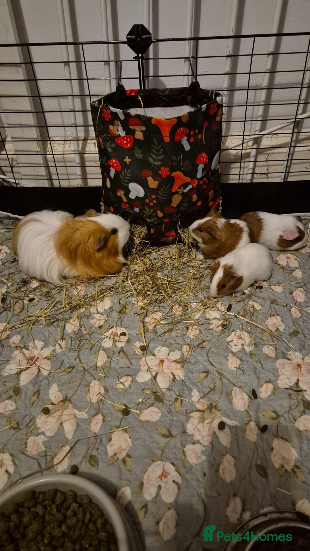 Guinea Pig rodents for sale: Little boy guinea pig - Image 1