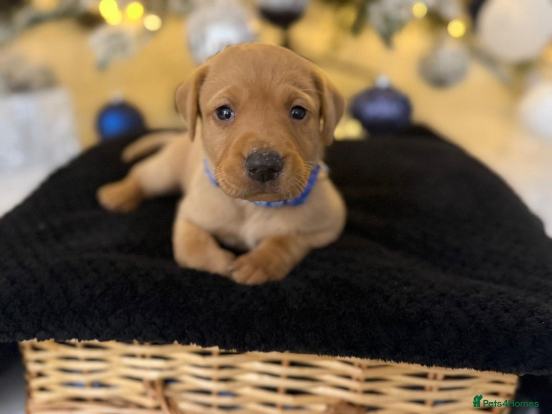 Labrador Retriever dogs for sale: Beautiful fox red puppies  - Advert 7