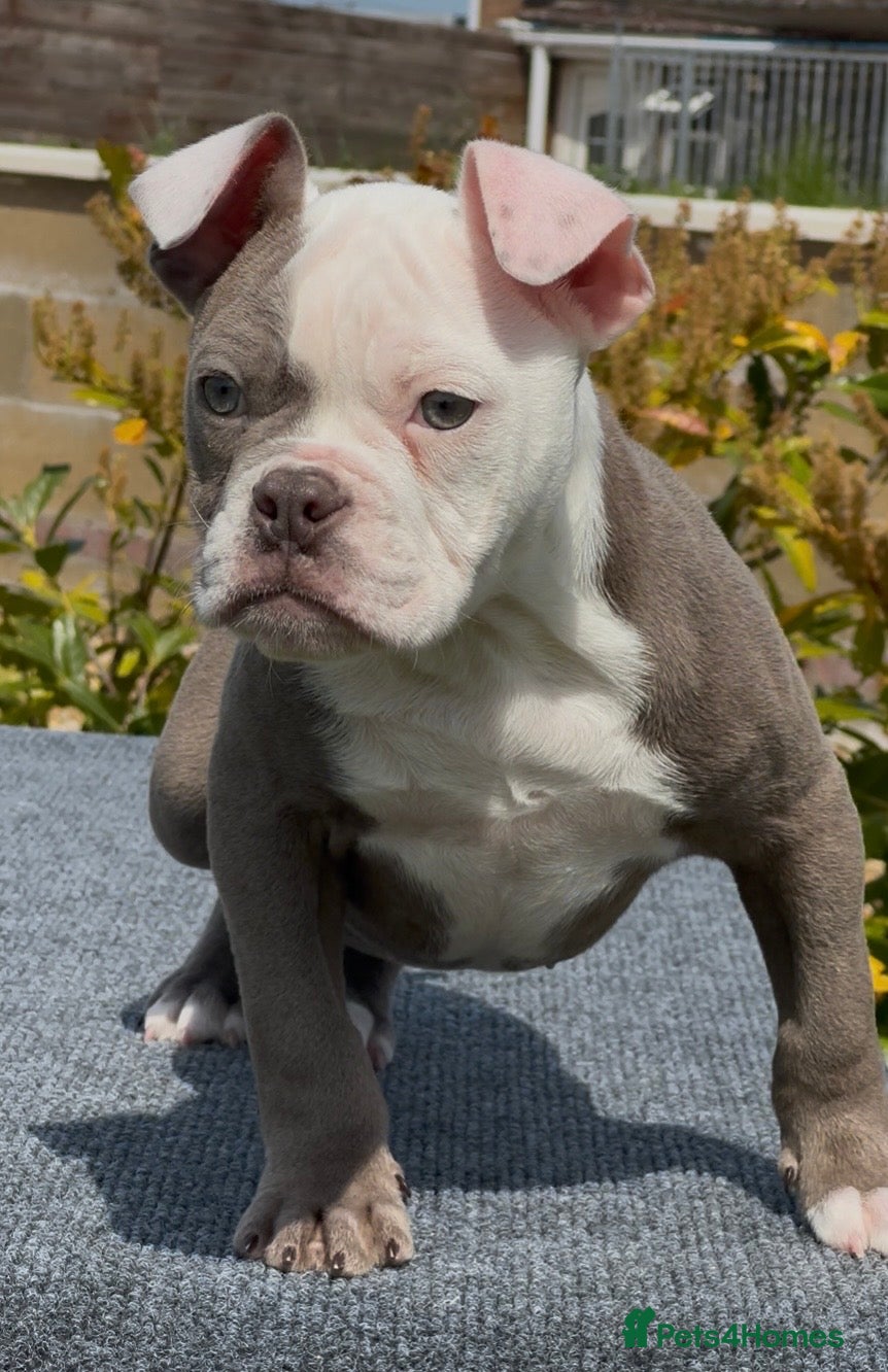 Olde English Bulldogge dogs 23❤️YEARS❤️5⭐️RATED❤️LICENSED❤️PROFESSIONALS❤️ - Advert 1