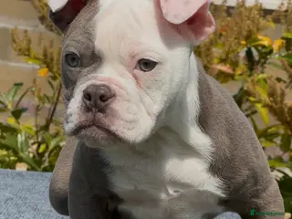 Olde English Bulldogge dogs 23❤️YEARS❤️5⭐️RATED❤️LICENSED❤️PROFESSIONALS❤️ - Advert 1