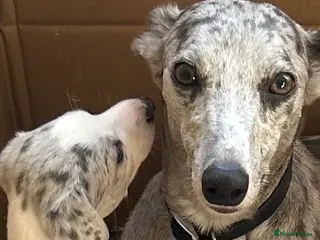 Whippet dogs Whippet lurcher pups - Advert 9