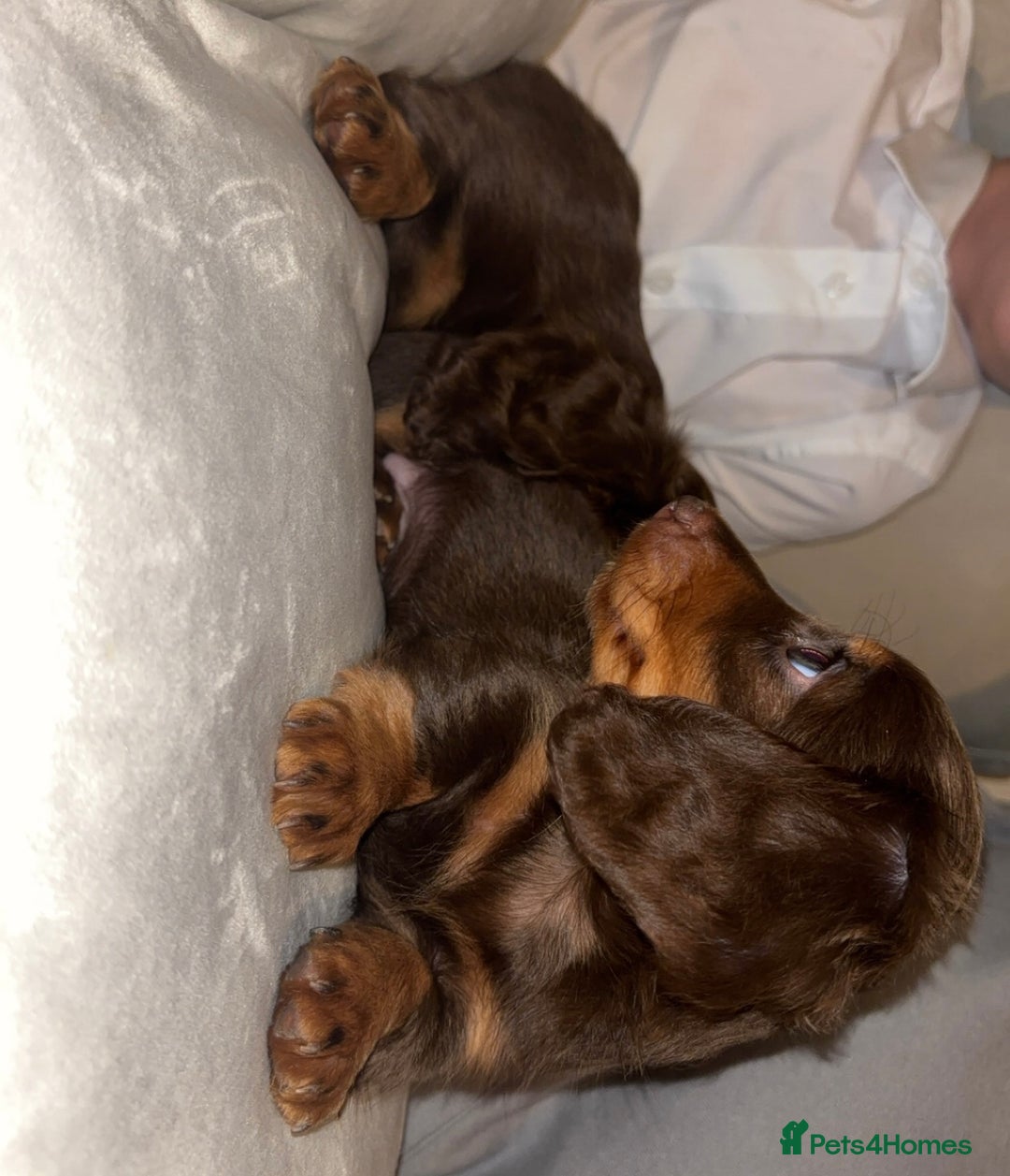 Dachshund dogs for sale: Mini long and smooth hair dachshund puppies  - Image 9