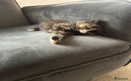 Domestic Shorthair cats for sale: 5 fluffy kittens  - Image 12