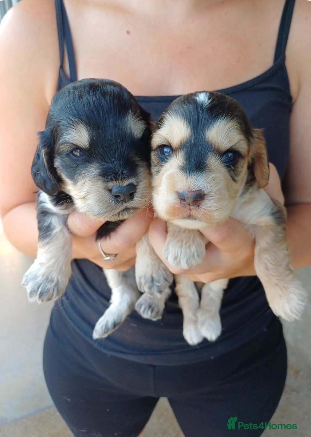 Cockapoo dogs Cockapoo puppy’s for sale  - Advert 1