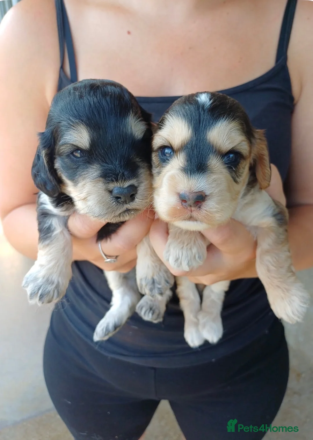 Cockapoo dogs for sale: Cockapoo puppy’s for sale  - Advert 1
