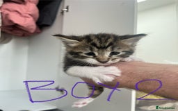 Mixed Breed cats for sale: 8 Gorgeous kittens looking for their forever homes - Image 13
